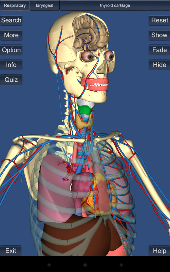 3D Anatomy 1.1