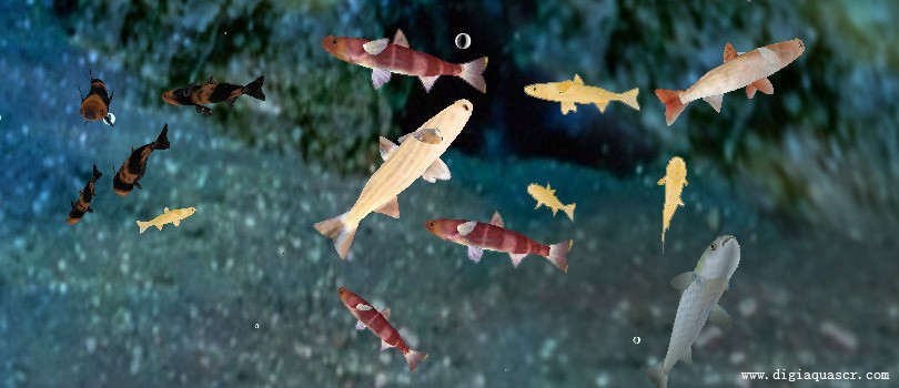 3D Mullet Fish Free Screensaver 1.4.0