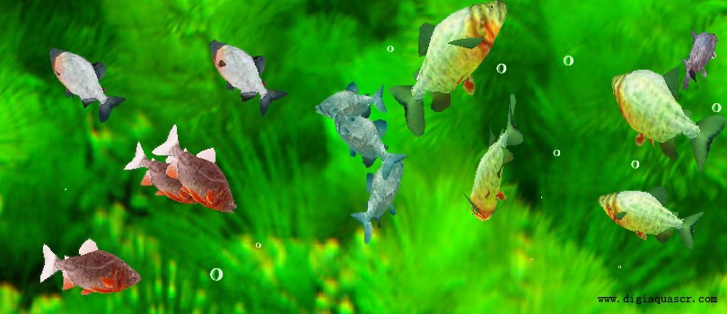 3D Pacu Fish Free Screensaver 1.4.1