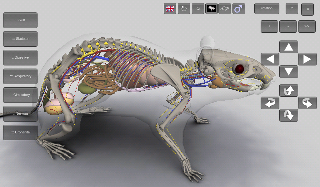 3D Rat Anatomy 1.0