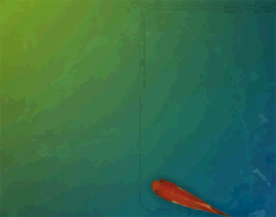 Animated Desktop Wallpaper Fish 2.0.1