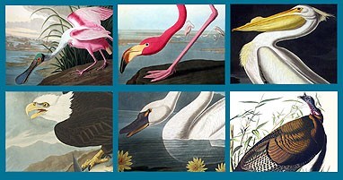 Audubon Close Up - Big Birds 1 1.0