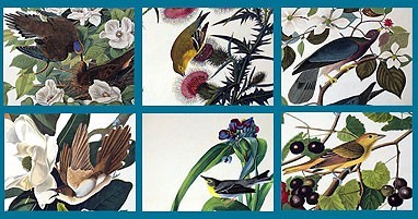 Audubon Close Up - Birds and Flowers 1.0