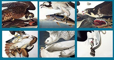 Audubon Close Up - Predators and Prey 1.0