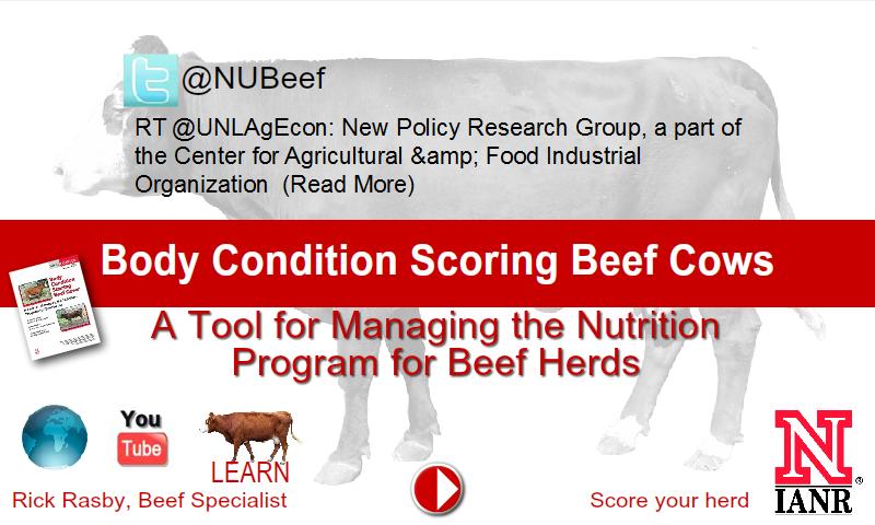 Body Condition Beef Cattle BCS