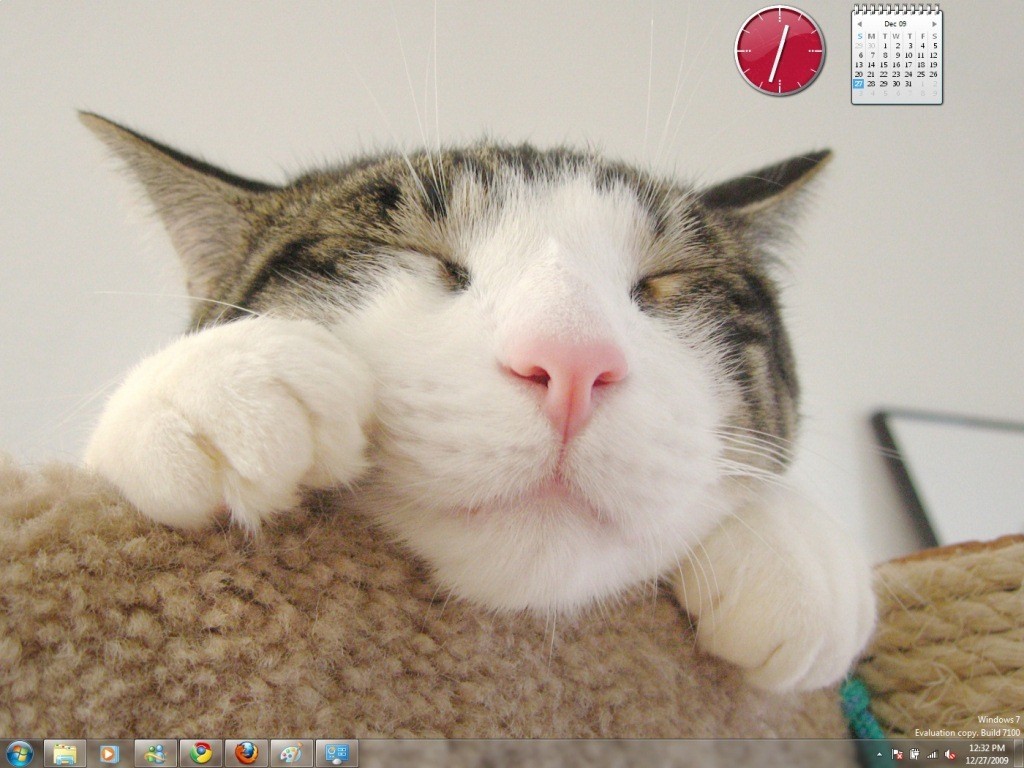 Cats Everywhere Windows 7 Theme 1.0