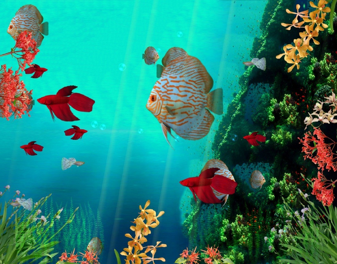 Coral Reef Aquarium 3D Animated Wallpape 1.0