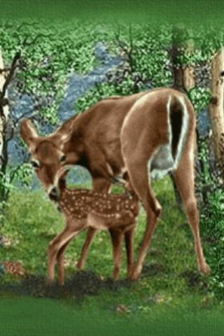Deers Mother n Son Tenderly 1.3