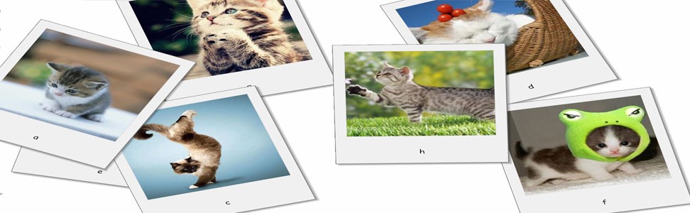 Desktop Cat Screensaver 1.4