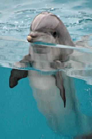 Dolphin Swim In Blue Pool 1.3