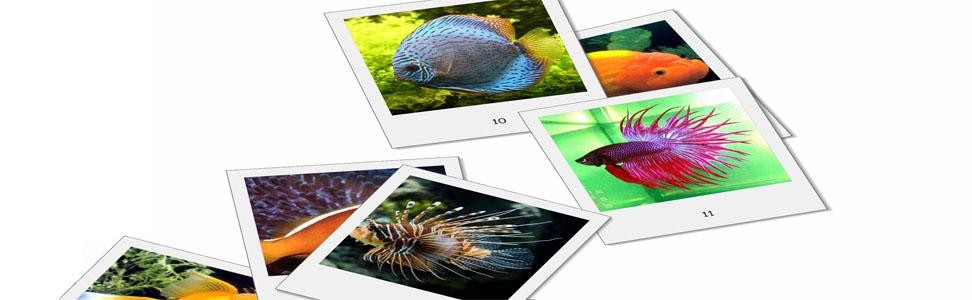 Fish Pictures Screensaver 1.2.1