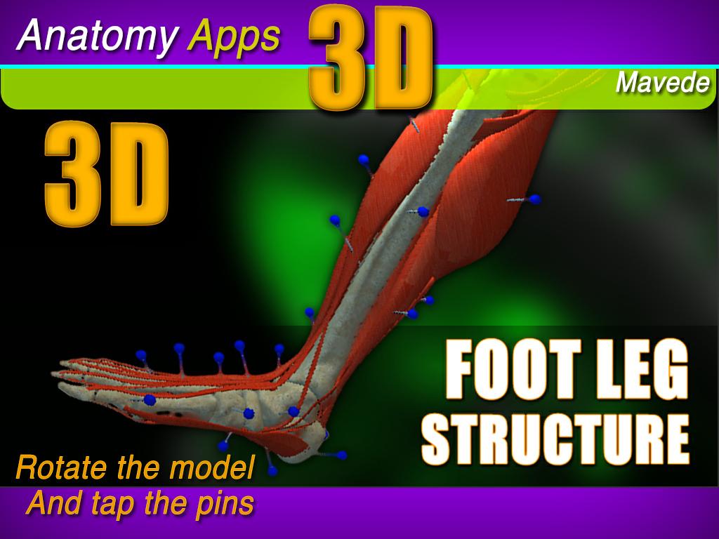 Foot Leg 3D Structure 1.0