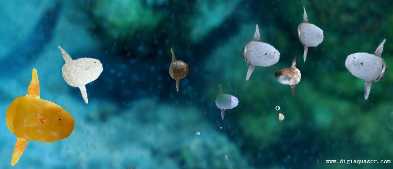 Free Ocean Sunfish Screensaver 1.3.0