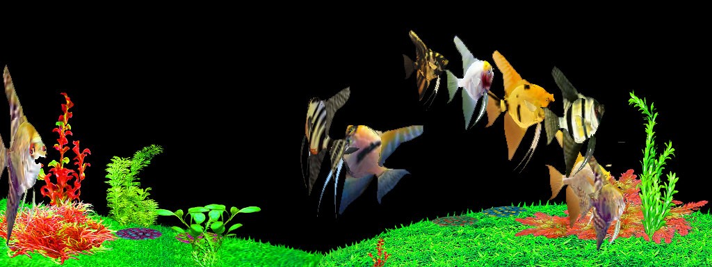 Freshwater Angelfish Screensaver 1.6.1