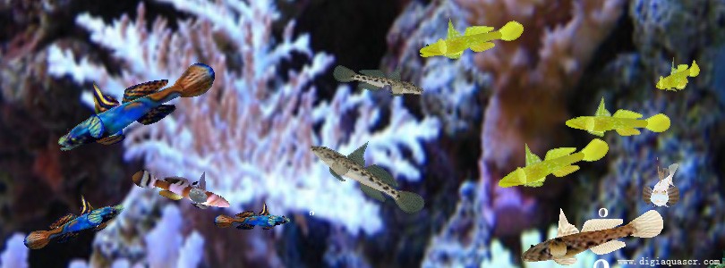 Goby Fish Aquarium Screensaver 1.3.0