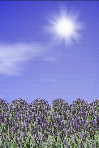 Lavender Field Live Wallpaper 1.02