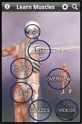 Learn Muscles: Anatomy 1.3