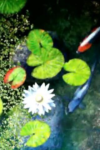 Lotus Flowers n Koi Fishes 1.2