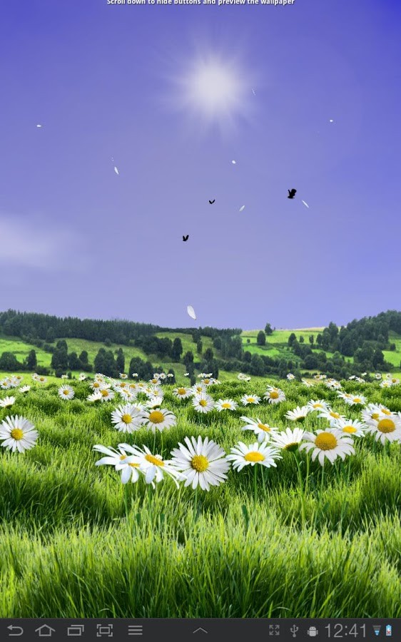 Lovely Daisies Live Wallpaper 1.03