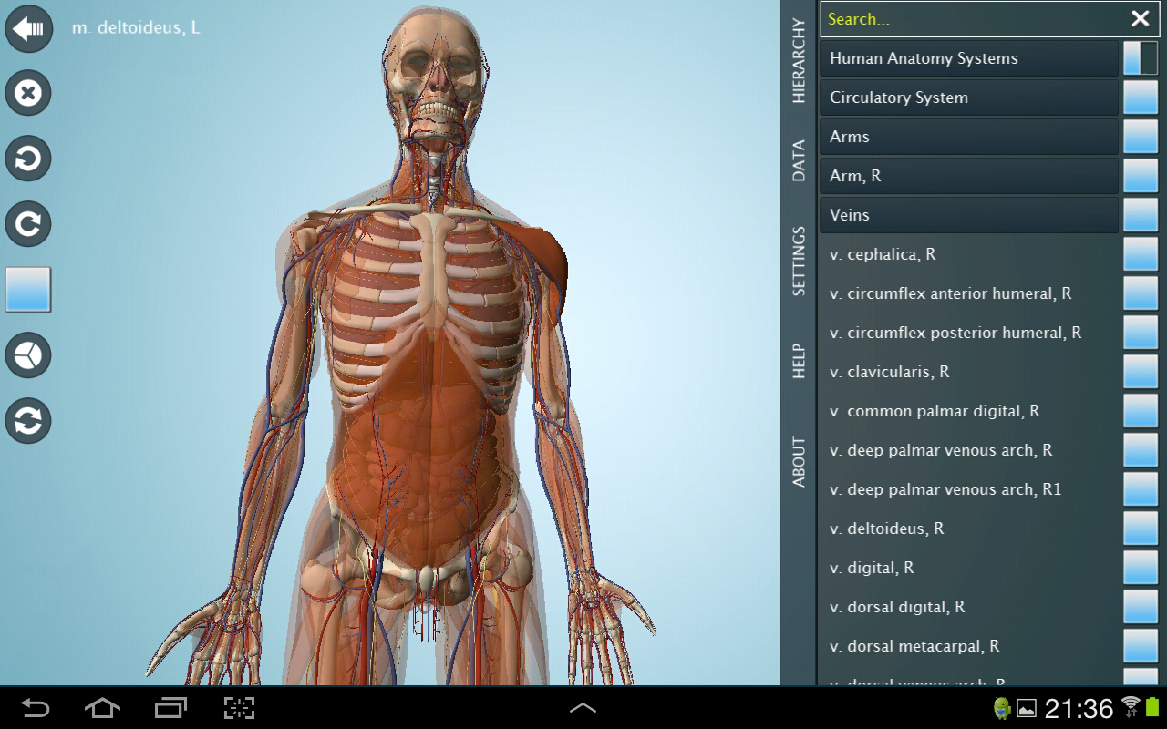 Male Anatomy 3D - Anatronica 2.07
