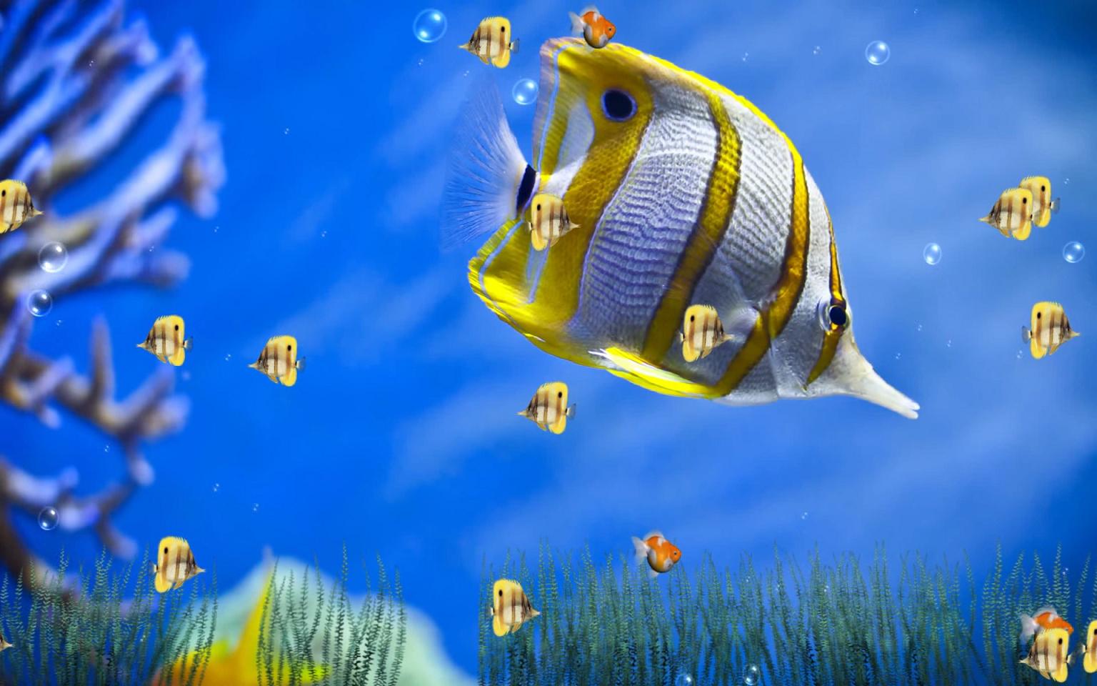 Marine Life Aquarium Animated Wallpaper 1.0