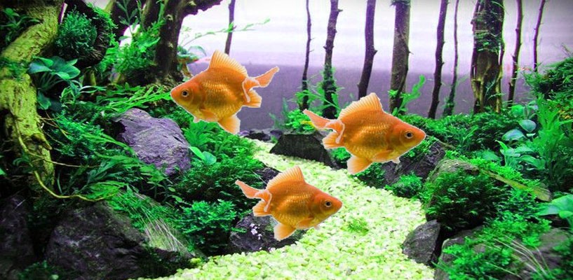 Moving Tosakin Goldfish Wallpaper 3.2