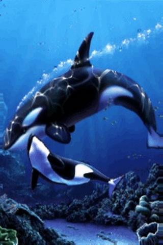 Orcas Mother n Son Under Sea 1.3