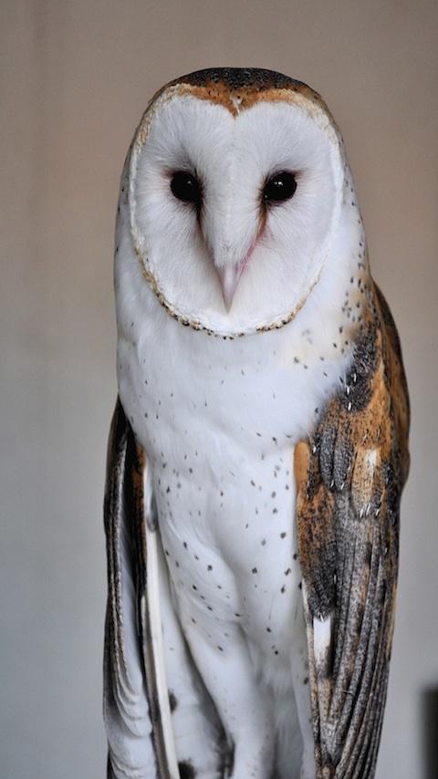 Owl 1.0