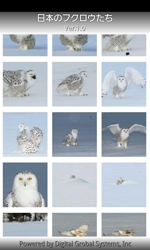 Owls of Japan 1.0