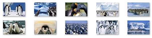 Penguins Ubuntu Linux Theme 1