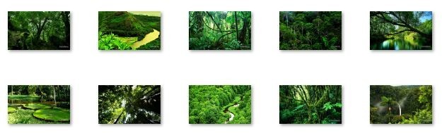 Rainforest Windows 7 Theme with sound 1.00