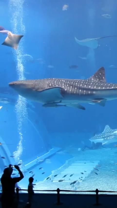 Real Shark Aquarium LWP 1.1