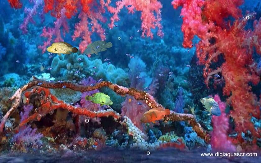 Red Sea Napoleon Fish Screensaver 1.2.1