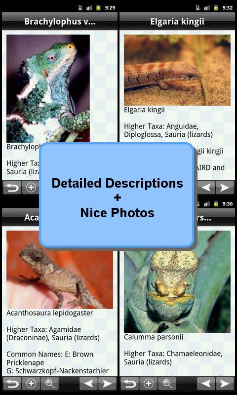 Reptiles Encyclopedia 2.0