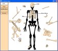 Skeleton - Bone Builder 1.0