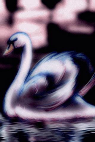 Swan Romantic Dreams 1.3
