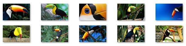 Toucan Bird Windows 7 Theme 1