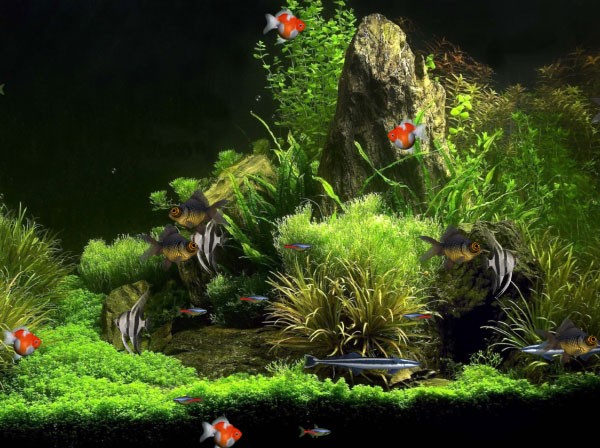 Virtual Aquarium Animated Wallpaper 1.0.0