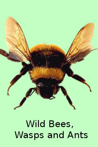 Wild Bees  Wasps and Ants 1.0.2
