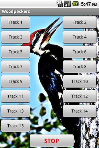 Woodpeckers-Bird Sound Effects 1.0